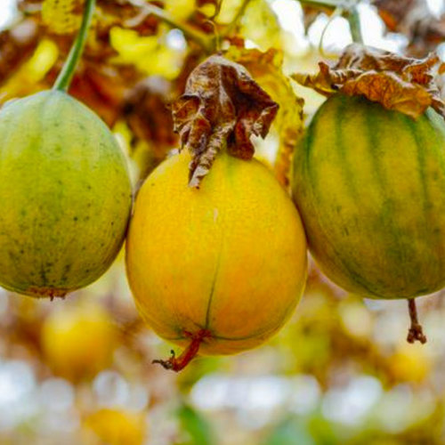 Gua Lou Pi (Snake gourd peels) plant