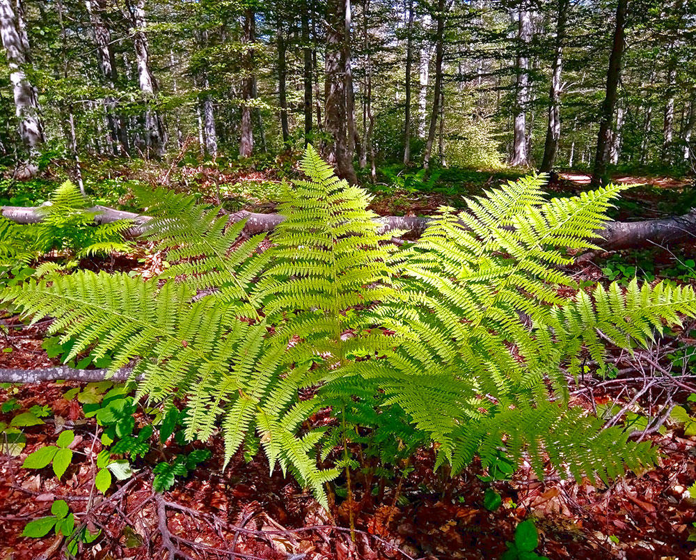 Guan Zhong (Male fern rhizomes) plant