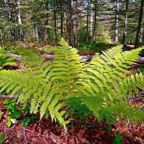 Guan Zhong (Male fern rhizomes) plant