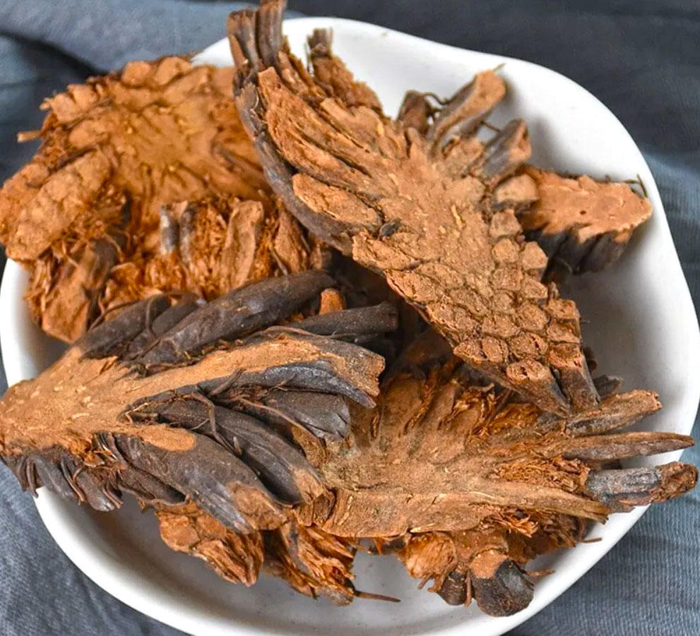 Guan Zhong (Male fern rhizomes) as TCM ingredient