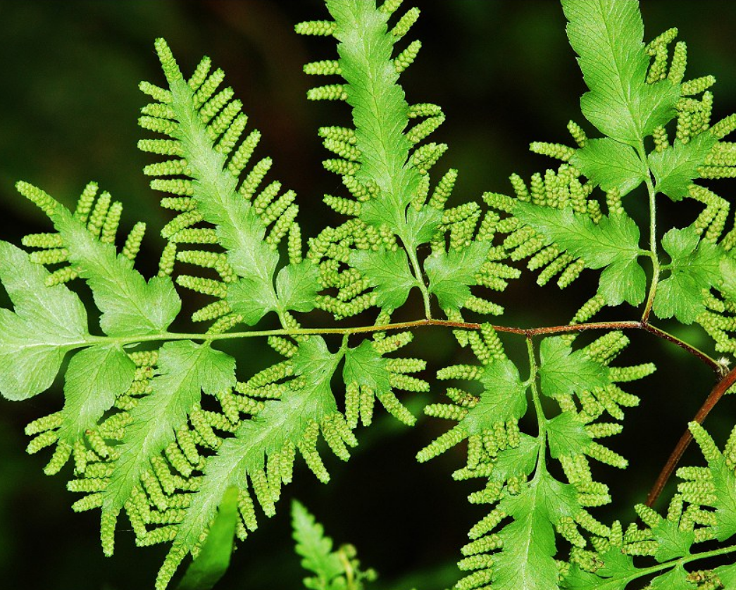 Hai Jin Sha (Japanese climbing fern spores) plant