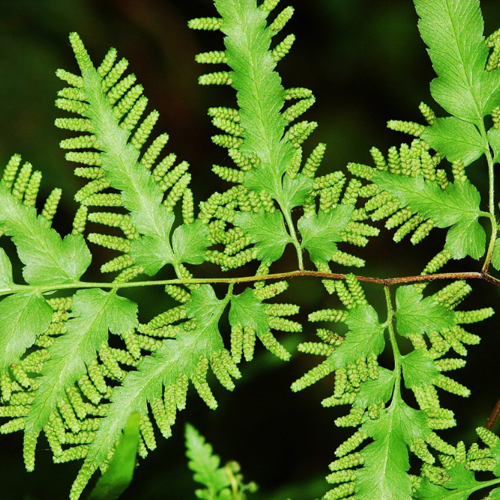 Hai Jin Sha (Japanese climbing fern spores) plant