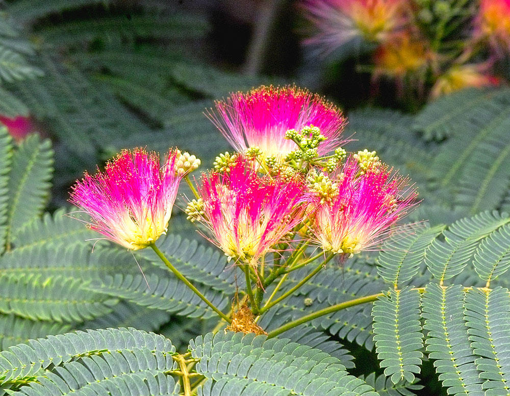 He Huan Hua (Silktree albizia flowers) plant