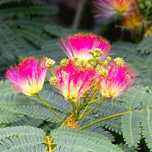 He Huan Hua (Silktree albizia flowers) plant