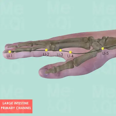 Large Intestine Primary Channel pathway