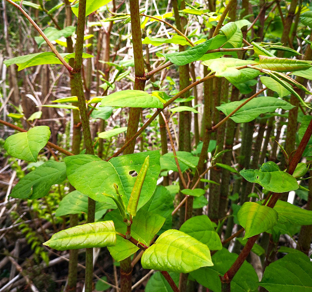 Hu Zhang (Bushy knotweed rhizomes) plant