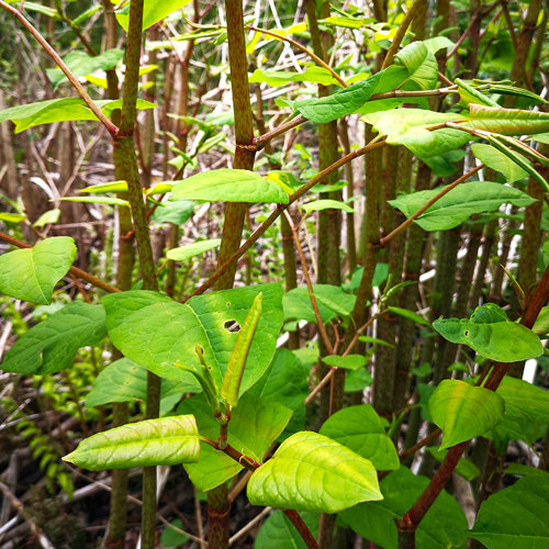 Hu Zhang (Bushy knotweed rhizomes) plant