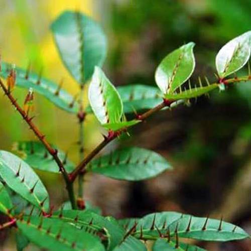 Liang Mian Zhen (Shiny-leaf prickly-ash) plant