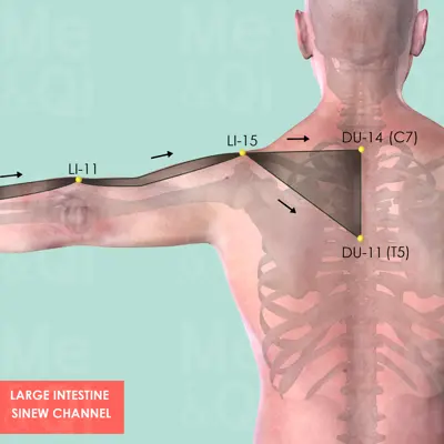 Large Intestine Sinew Channel pathway
