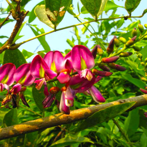 Ji Xue Teng (Spatholobus stems) plant