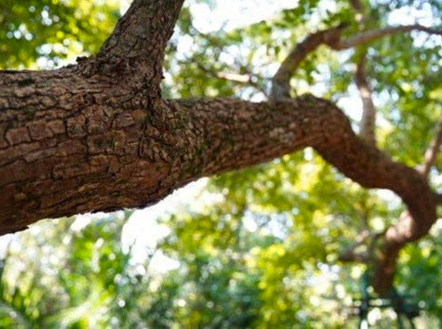 Jiang Xiang (Rosewood) plant