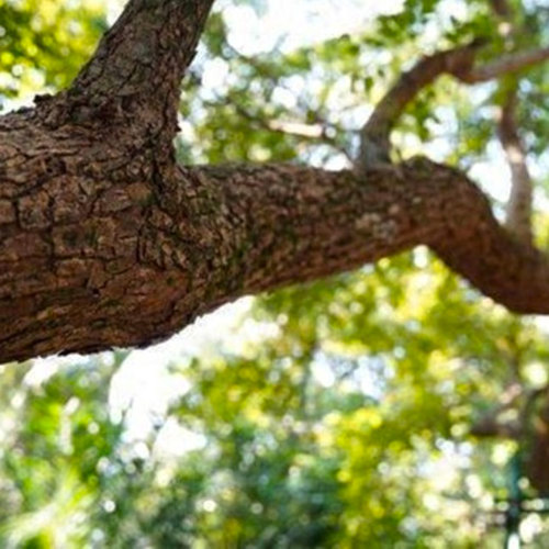 Jiang Xiang (Rosewood) plant