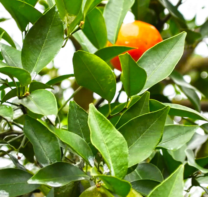 Ju Ye (Tengerine leaves) plant