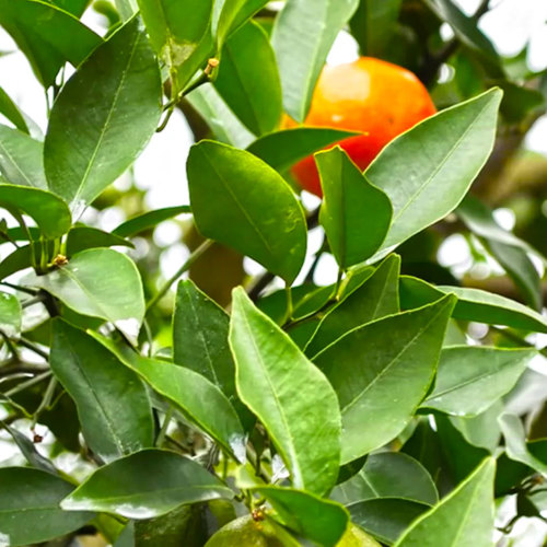 Ju Ye (Tengerine leaves) plant
