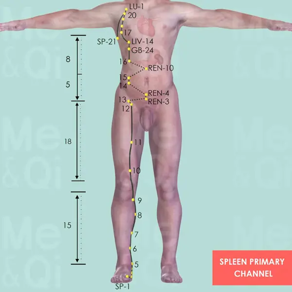 Spleen Meridian pathway diagram