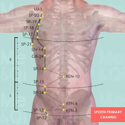 Spleen Primary Channel pathway