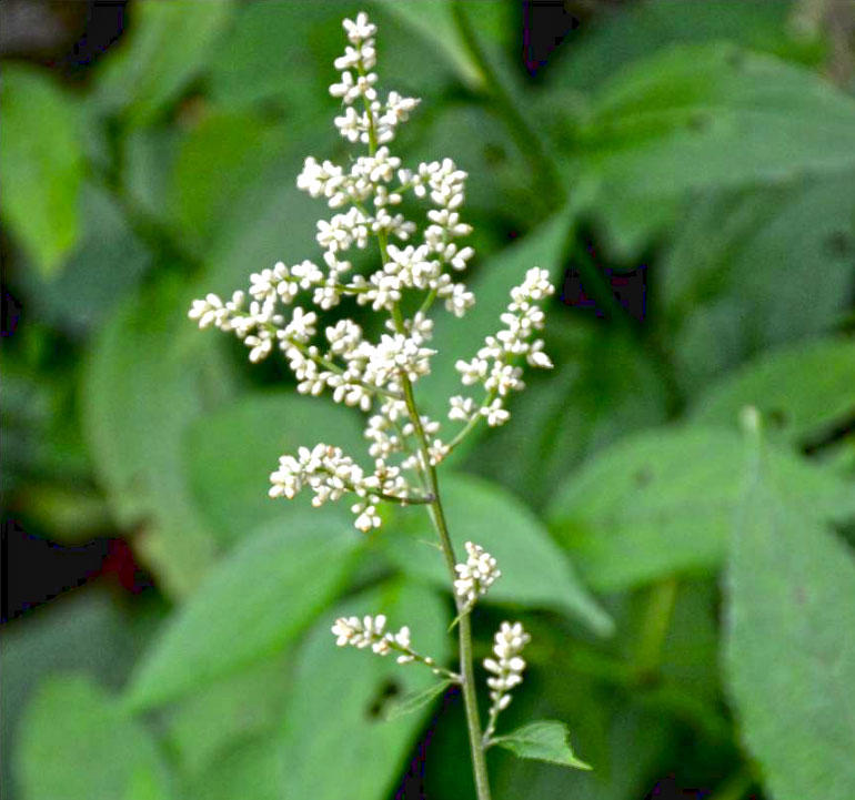 Liu Ji Nu (Diverse wormwood herbs) plant