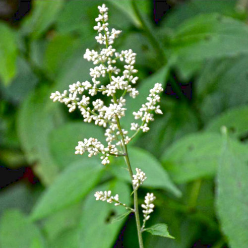 Liu Ji Nu (Diverse wormwood herbs) plant