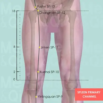 Spleen Primary Channel pathway