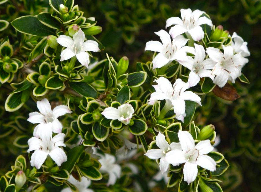 Liu Yue Xue (Snowrose) plant