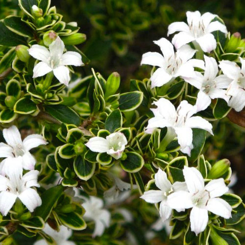 Liu Yue Xue (Snowrose) plant