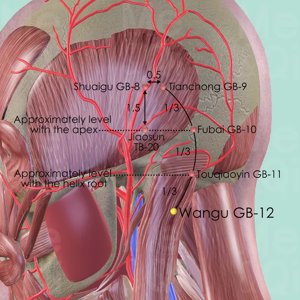 Wangu GB-12 - Muscles view - Acupuncture point on Gall Bladder Channel