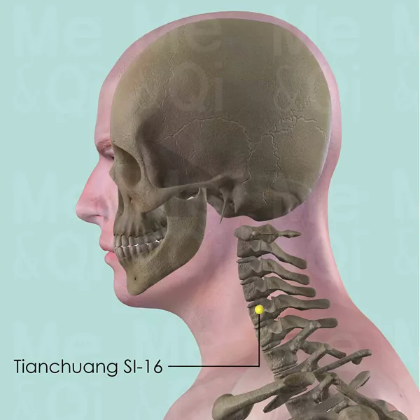Tianchuang SI-16 - Bones view - Acupuncture point on Small Intestine Channel