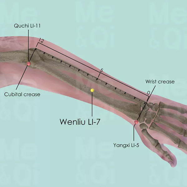 Wenliu LI-7 - Bones view - Acupuncture point on Large Intestine Channel