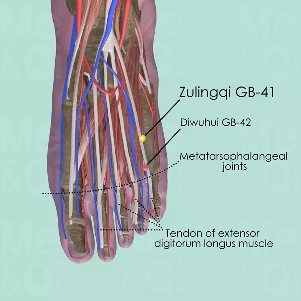 Zulingqi GB-41 - Muscles view - Acupuncture point on Gall Bladder Channel