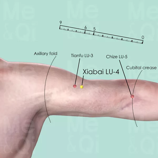 Xiabai LU-4 - Skin view - Acupuncture point on Lung Channel