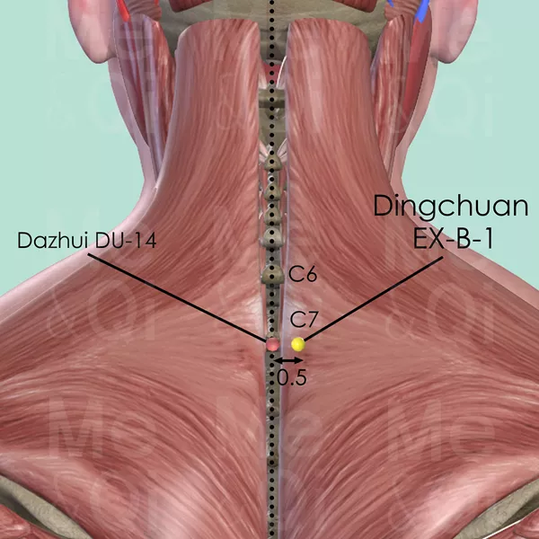 Dingchuan EX-B-1 - Muscles view - Acupuncture point on Extra Points: Back (EX-B)