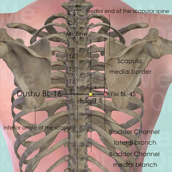 Dushu BL-16 - Bones view - Acupuncture point on Bladder Channel