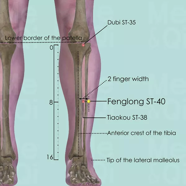 Fenglong ST-40 - Bones view - Acupuncture point on Stomach Channel