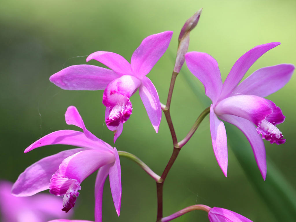 Bai Ji (Bletilla rhizomes) plant