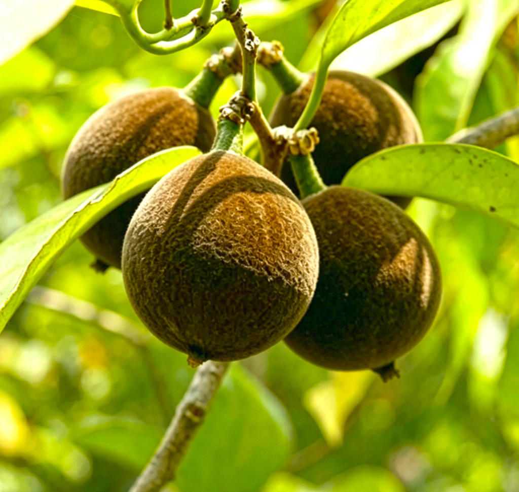 Da Feng Zi (Chaulmoogra seed) plant