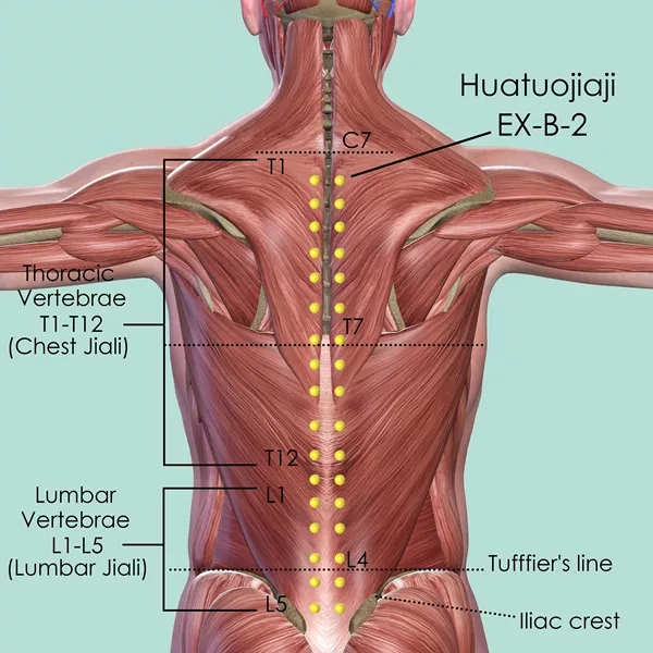 Huatuojiaji EX-B-2 - Muscles view - Acupuncture point on Extra Points: Back (EX-B)