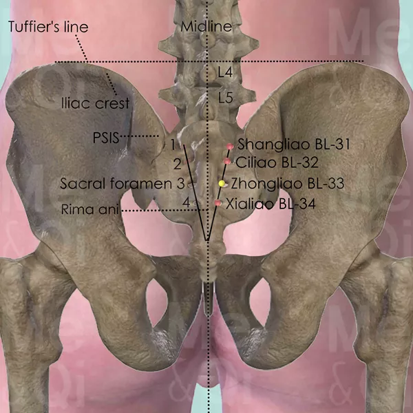 Zhongliao BL-33 - Bones view - Acupuncture point on Bladder Channel