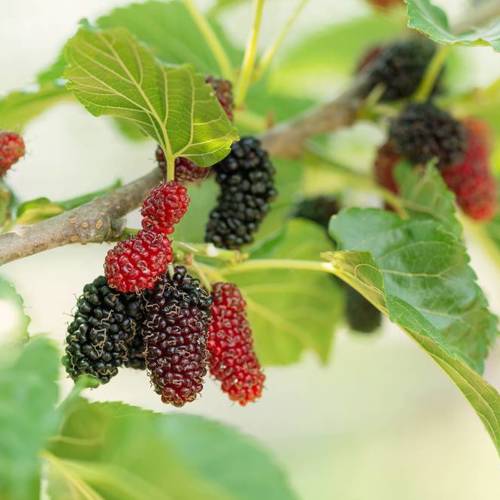 Sang Shen (Mulberry Fruits) plant