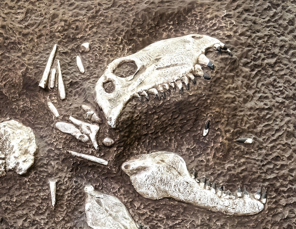 Long Chi (Dragon tooth) plant