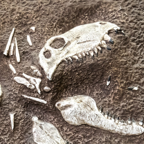 Long Chi (Dragon tooth) plant