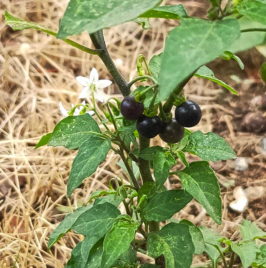 Long Kui (Black nightshade herbs) plant