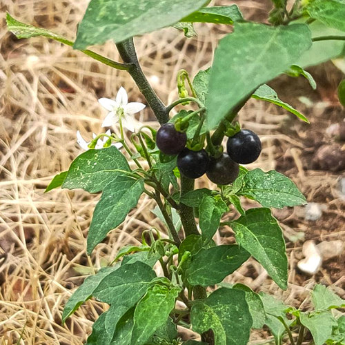 Long Kui (Black nightshade herbs) plant