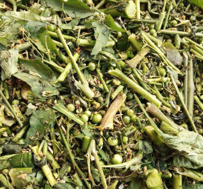 Long Kui (Black nightshade herbs) as TCM ingredient