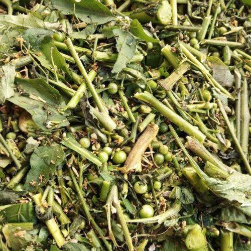 Long Kui (Black nightshade herbs) as TCM ingredient