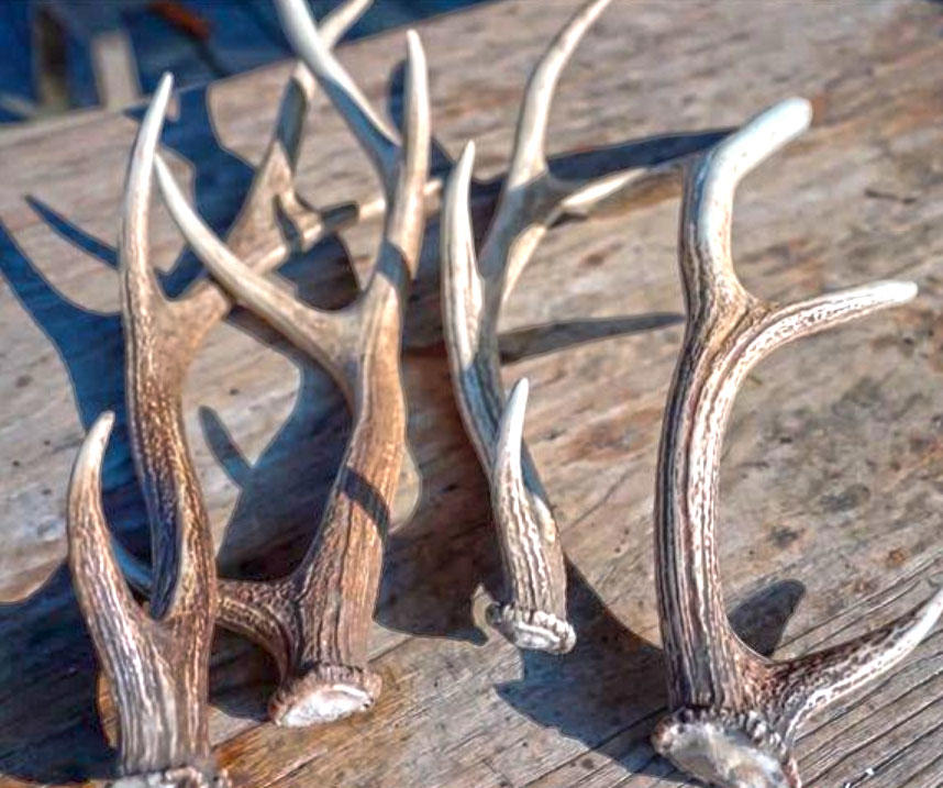 Lu Jiao Shuang (Degelatined antlers) plant