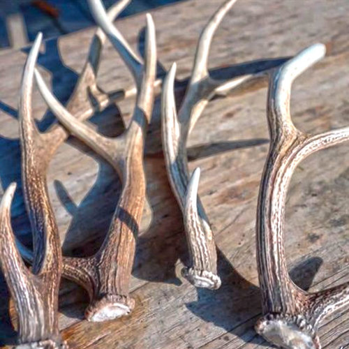 Lu Jiao Shuang (Degelatined antlers) plant