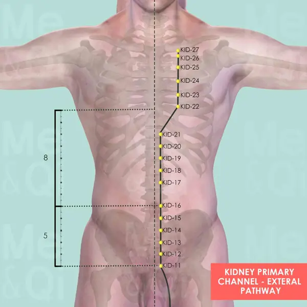 Kidney Meridian pathway diagram