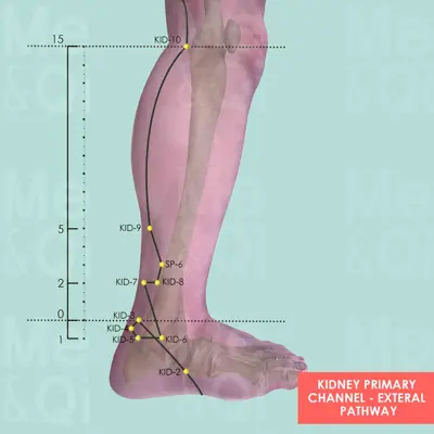 Kidney Primary Channel  pathway