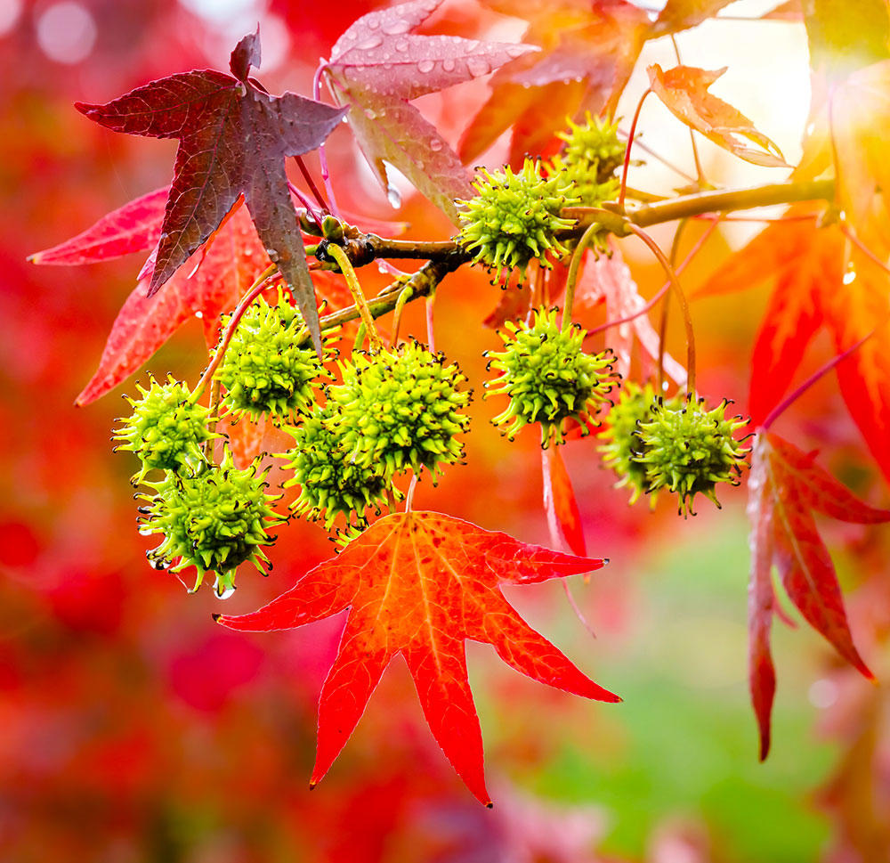 Lu Lu Tong (Sweetgum fruits) plant