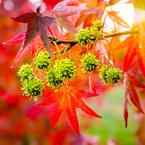 Lu Lu Tong (Sweetgum fruits) plant